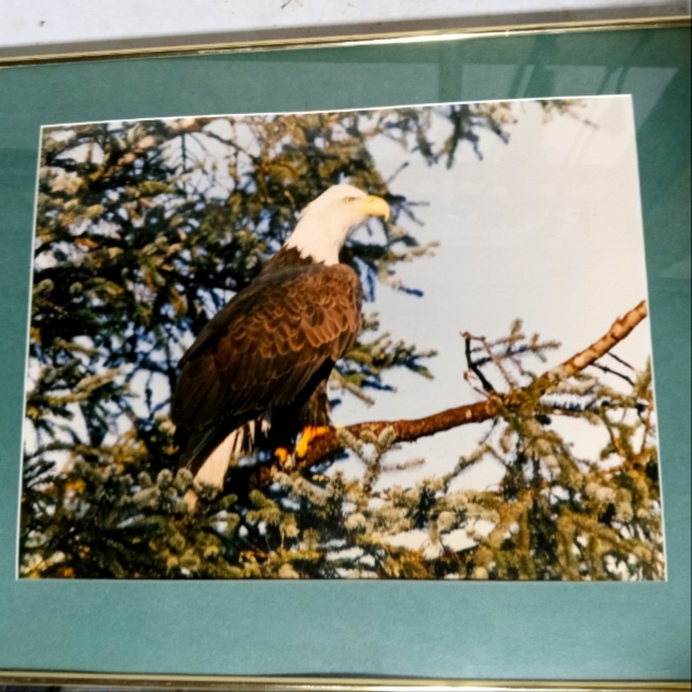1980's Photograph of a Bald Eagle***